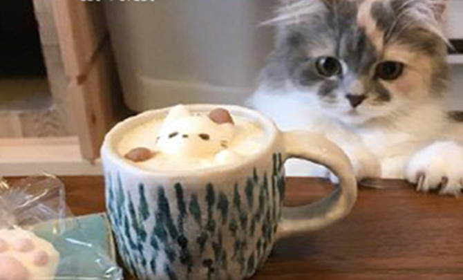 猫咪森林咖啡馆加盟